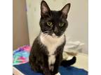 Adopt Harlow a All Black Domestic Shorthair / Mixed cat in New York