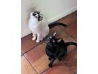 Adopt Tipp and Luna a Black (Mostly) American Shorthair / Mixed (short coat) cat