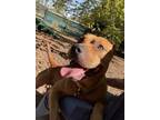 Adopt Ol' Red a American Pit Bull Terrier / Mixed dog in Birdsboro