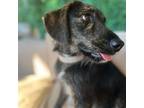 Adopt Rags aka Ranger a Terrier (Unknown Type, Medium) / Mixed dog in Dallas