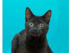 Adopt LB a All Black Domestic Shorthair / Mixed (short coat) cat in Parma