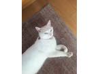 Adopt Luca a White Turkish Angora / Mixed (medium coat) cat in Fairborn