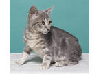 Adopt Myles a Gray or Blue Domestic Shorthair / Domestic Shorthair / Mixed cat