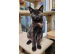 Adopt Nova a Tortoiseshell Domestic Shorthair / Mixed (short coat) cat in Park