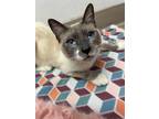 Adopt Sage a Siamese