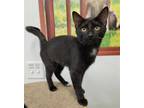 Adopt Penelope a Black (Mostly) Domestic Shorthair / Mixed (short coat) cat in