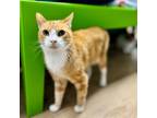 Adopt Huey a Domestic Short Hair