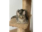 Adopt Thyme a Domestic Short Hair