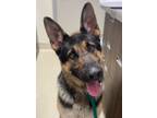 Adopt Guardian a German Shepherd Dog / Mixed dog in Santa Rosa, CA (39054935)