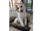 Adopt Gabby a White (Mostly) Domestic Mediumhair / Mixed (medium coat) cat in