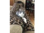 Adopt Southpaw a Gray or Blue (Mostly) Domestic Shorthair / Mixed (short coat)