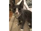 Adopt Splitter a Gray or Blue (Mostly) Domestic Shorthair / Mixed (short coat)