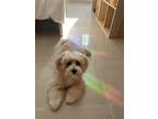 Adopt Meeko a Tan/Yellow/Fawn - with White Shih Poo / Shih Poo / Mixed dog in