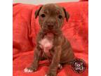 Adopt Bay a Brindle Terrier (Unknown Type, Small) / Mixed Breed (Medium) / Mixed