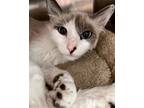 Adopt Volta a White Domestic Shorthair / Mixed cat in Oakland, CA (39010946)