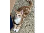 Adopt Cameron C a Orange or Red (Mostly) Domestic Shorthair / Mixed (short coat)