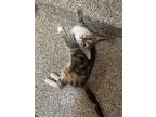 Adopt Drew a Calico or Dilute Calico Domestic Shorthair / Mixed (short coat) cat