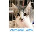 Adopt Peppa a Gray or Blue Domestic Shorthair / Domestic Shorthair / Mixed cat
