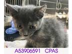 Adopt Sassy a Gray or Blue Domestic Shorthair / Domestic Shorthair / Mixed cat