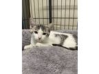 Adopt Tazzy a White Domestic Mediumhair / Domestic Shorthair / Mixed cat in
