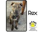 Adopt Rex / Beetle juice a Brindle American Pit Bull Terrier / Mixed dog in