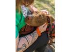 Adopt Theodore IV 1 a Brown/Chocolate Mixed Breed (Medium) / Mixed dog in