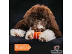 Adopt Katie a Poodle (Miniature) / Poodle (Standard) / Mixed dog in Council