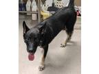 Adopt Corky a Black Mixed Breed (Medium) / Mixed dog in Mesquite, TX (39052487)