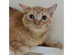 Adopt Pandan a Orange or Red Domestic Shorthair / Mixed cat in Sarasota