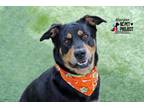 Adopt Harper a Black Rottweiler / Mixed dog in Kansas City, MO (39000158)