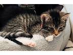 Adopt Adam a Gray or Blue (Mostly) Domestic Shorthair / Mixed (short coat) cat