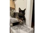 Adopt Karen a Tortoiseshell Domestic Shorthair / Mixed (short coat) cat in