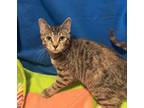 Adopt Sour Cream and Onion a Tan or Fawn Domestic Shorthair / Mixed cat in