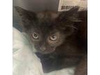 Adopt Carolina a All Black Domestic Shorthair / Mixed cat in Folsom
