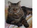 Adopt Herbert a Brown or Chocolate Domestic Mediumhair / Mixed cat in Shawnee