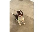 Adopt Dibs a Black Australian Cattle Dog / Mixed dog in Durango, CO (39034182)