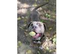 Adopt Midge a Brindle American Pit Bull Terrier / Mixed dog in Olympia