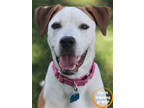 Adopt Riley a White Mixed Breed (Large) / Mixed dog in Walla Walla