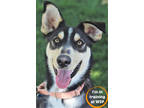 Adopt Pogo a Black Mixed Breed (Large) / Mixed dog in Walla Walla, WA (38973372)