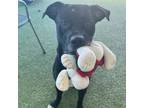 Adopt Gucci a Black Pit Bull Terrier / Mixed dog in Lakeland, FL (39070249)