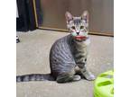 Adopt Star a Gray or Blue Domestic Shorthair / Mixed cat in Lakeland