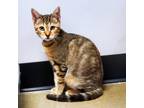 Adopt Hickory a Brown or Chocolate Domestic Shorthair / Mixed cat in Lakeland