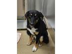 Adopt Sigmund/buddy a Australian Shepherd