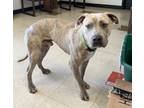 Adopt Boyce/andy a Pit Bull Terrier
