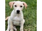 Adopt Taylor a Mixed Breed (Medium) / Mixed dog in Rancho Santa Fe