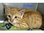 Adopt Zoltan a Domestic Short Hair