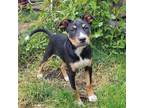 Adopt Joey a Black - with White Australian Kelpie / Border Collie / Mixed dog in