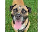 Adopt Titan a Brown/Chocolate Mixed Breed (Large) / Mixed dog in Chattanooga