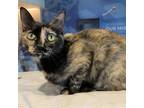 Adopt Pesto a All Black Domestic Shorthair / Domestic Shorthair / Mixed cat in