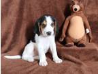 Adopt Fred a Tricolor (Tan/Brown & Black & White) Treeing Walker Coonhound /